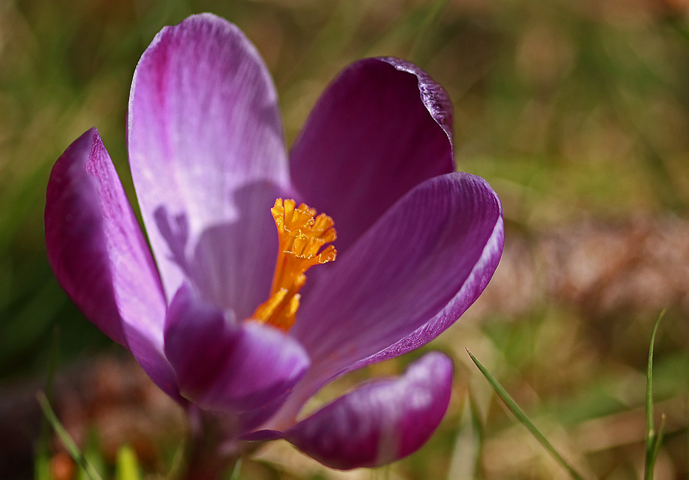 un crocus !