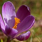 un crocus !