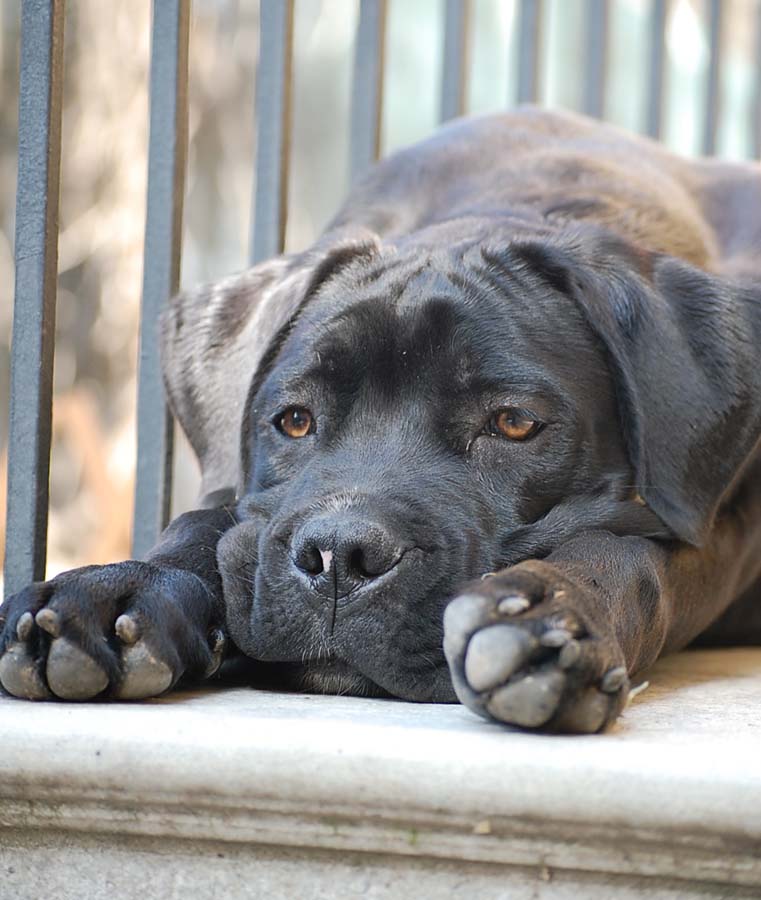 Un cucciolo stanco