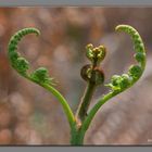 Un cuore.....di germoglio