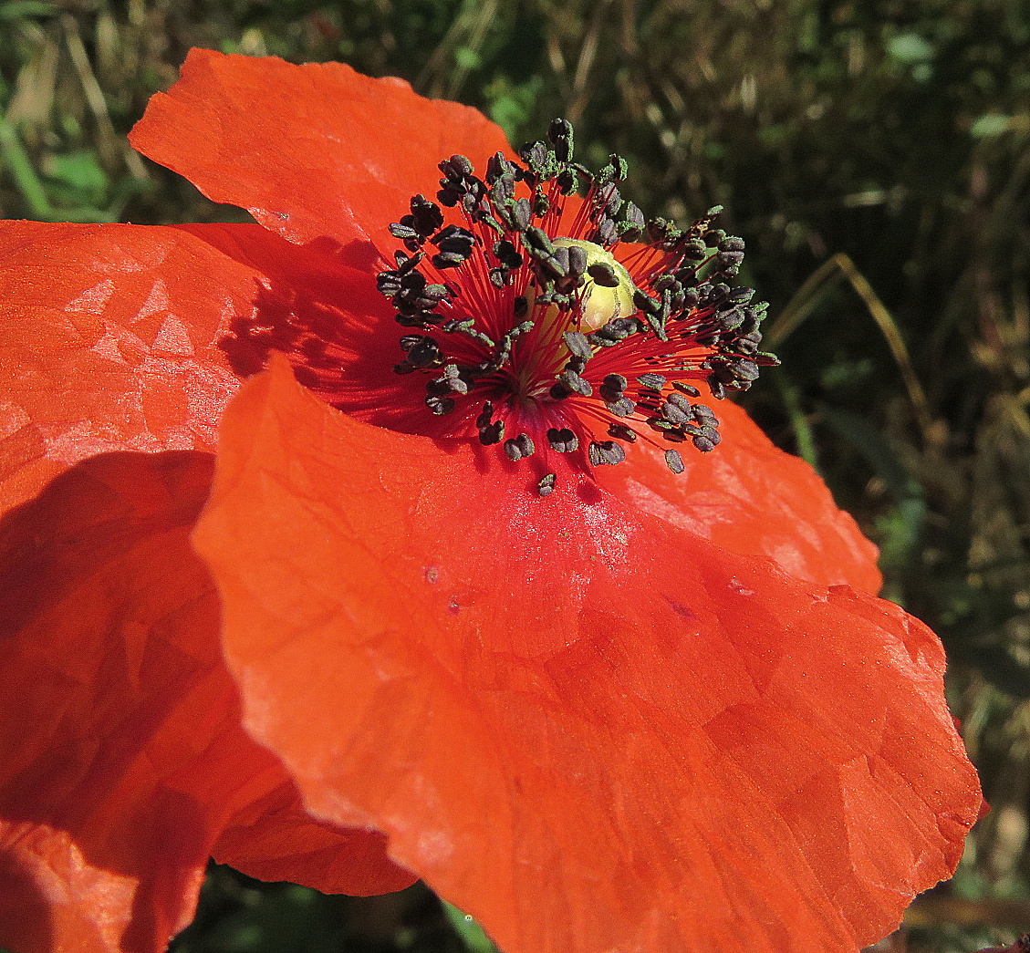 un cœur de coquelicot