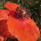 un cœur de coquelicot