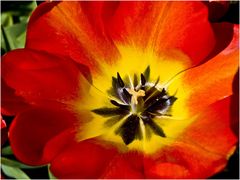 Un cœur de tulipe de début avril