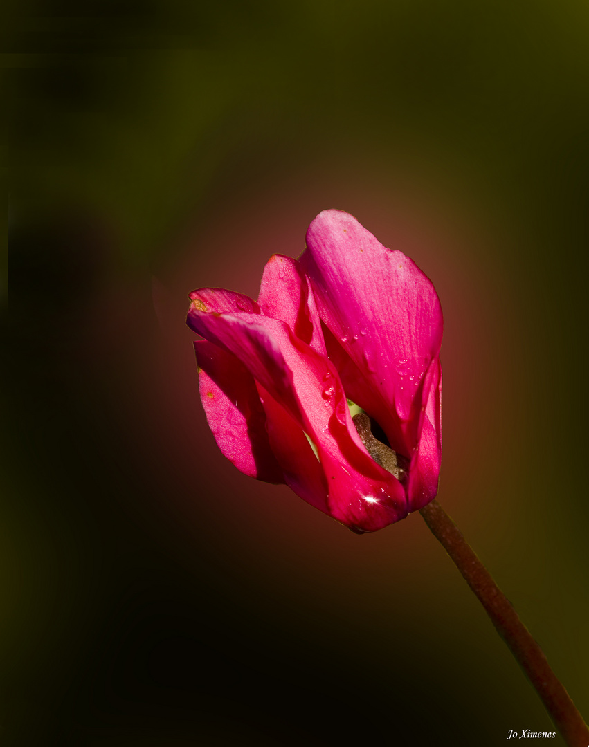 Un Cyclamen