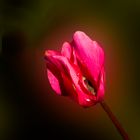 Un Cyclamen