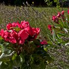 Un cyclamen « déboussolé » dans les saisons (photo du 12 août 2016)