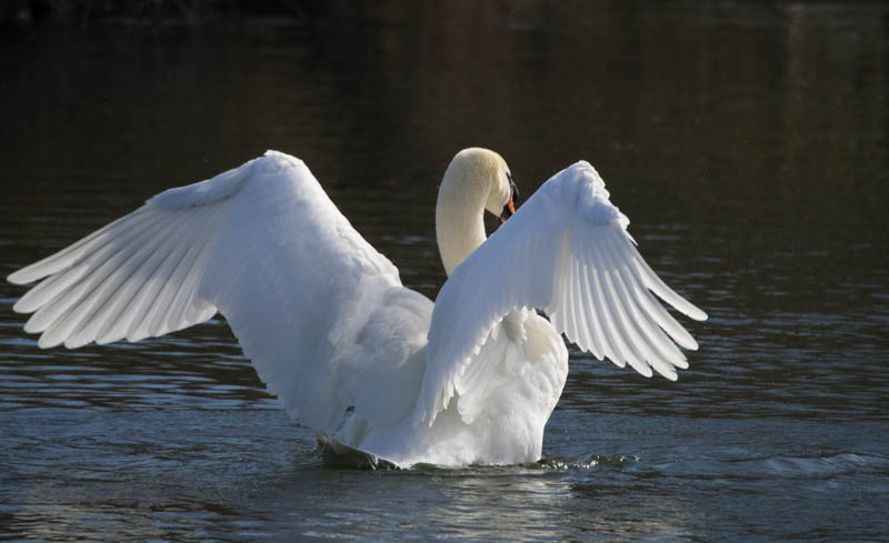 Un Cygne