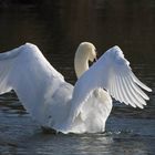 Un Cygne