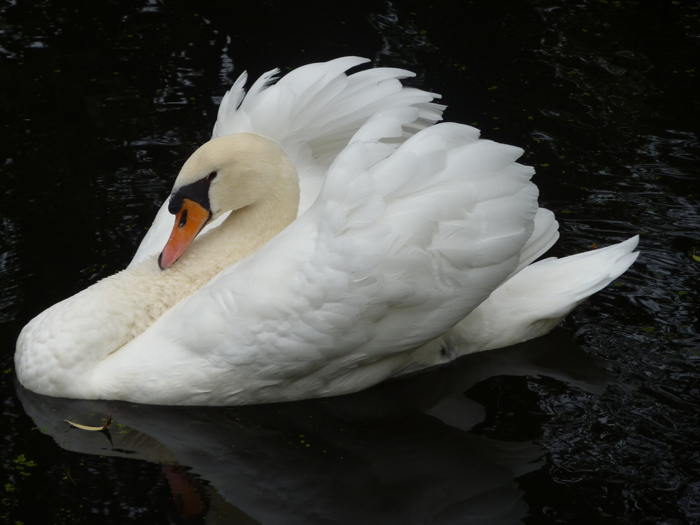 un cygne