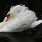 un cygne