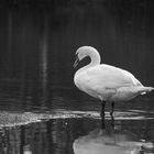 Un cygne