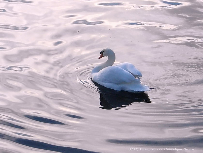 un Cygne apaisant ...