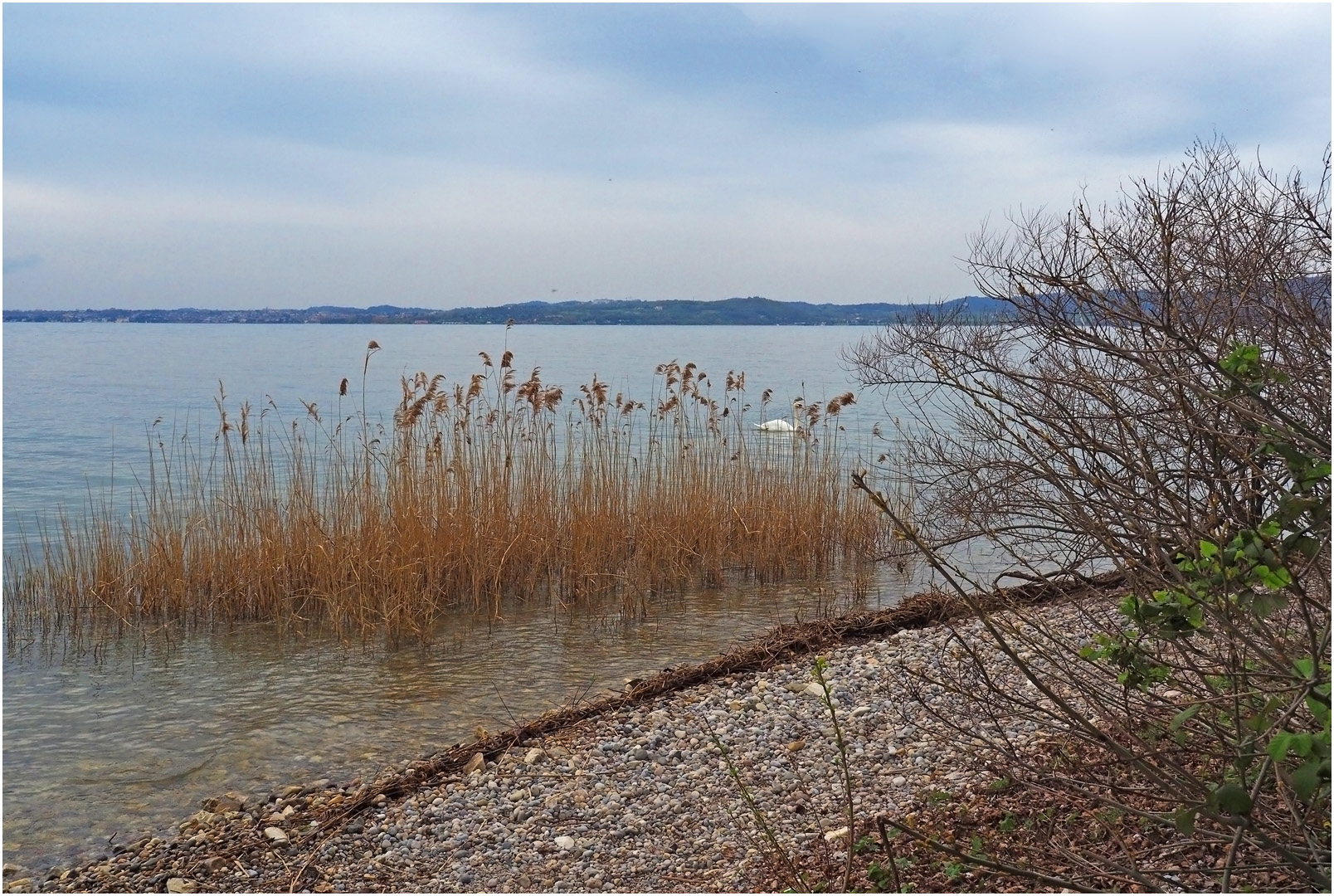 Un cygne caché derrière les roseaux