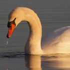 Un cygne dans la lumière du soir