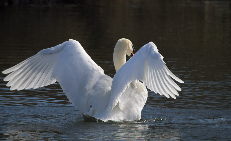 Un cygne