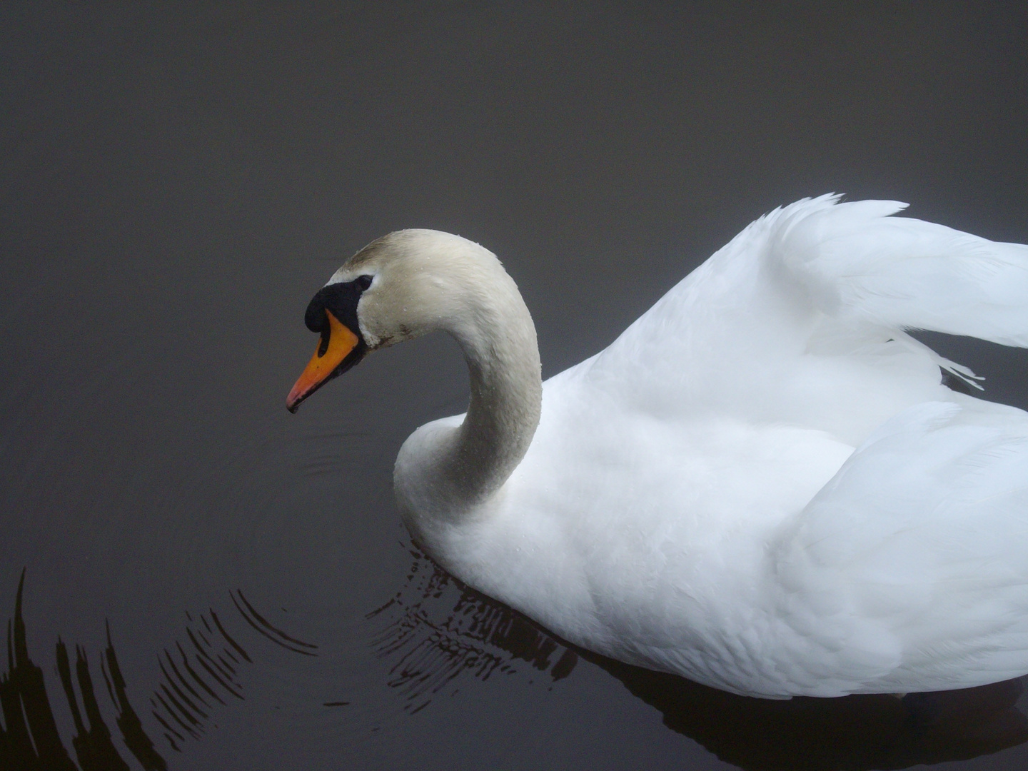 Un cygne des dieux ?