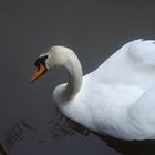 Un cygne des dieux ?