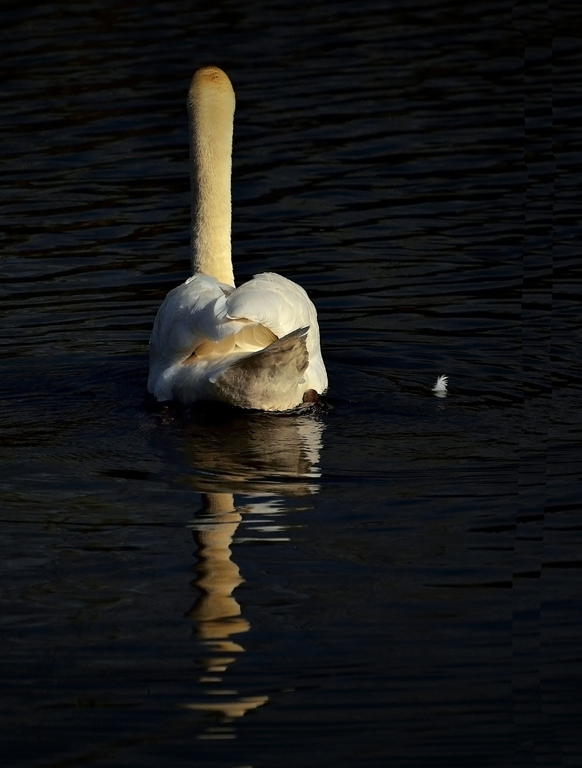 Un cygne d'étang