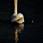 Un cygne d'étang