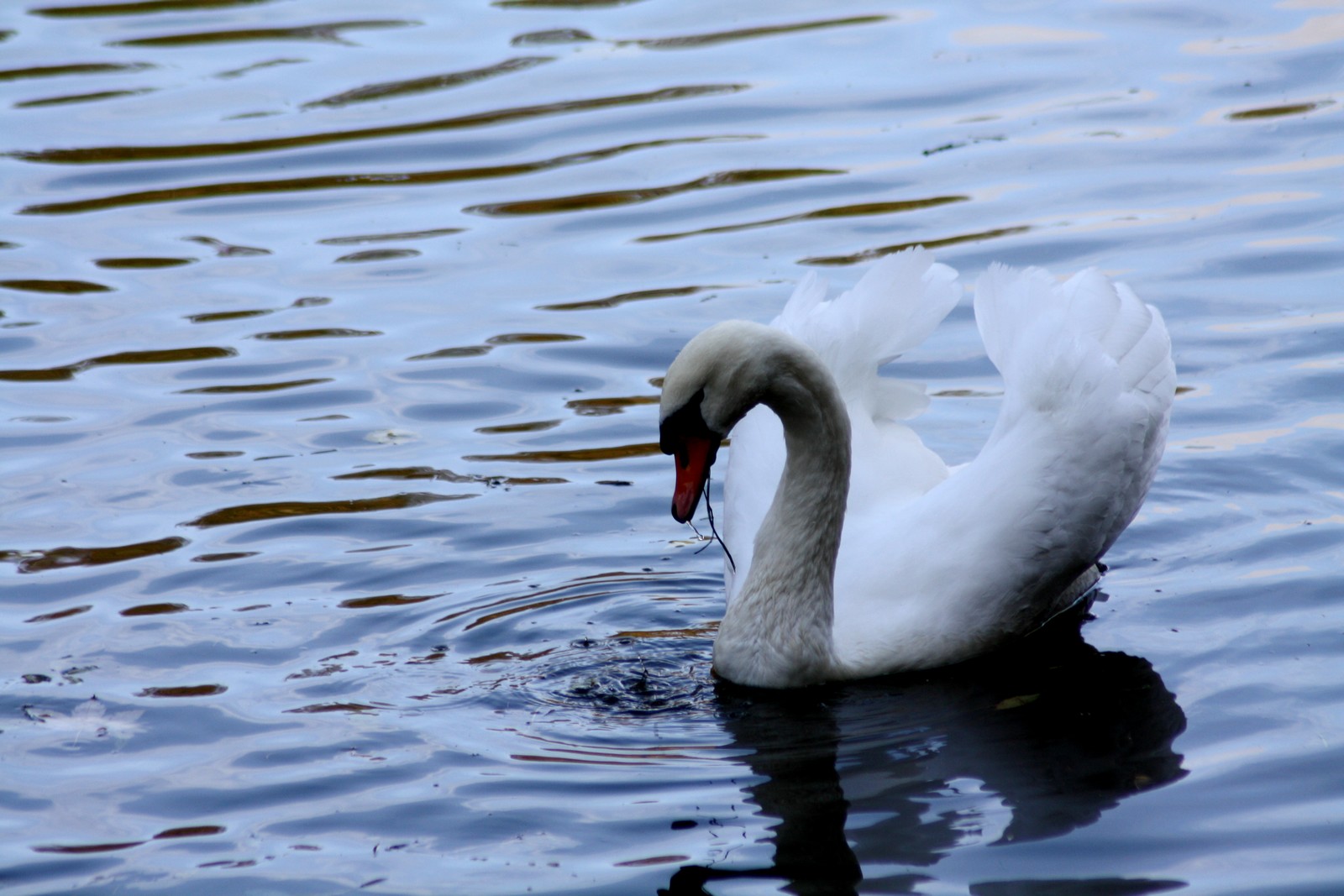 un cygne en balade