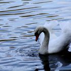 un cygne en balade