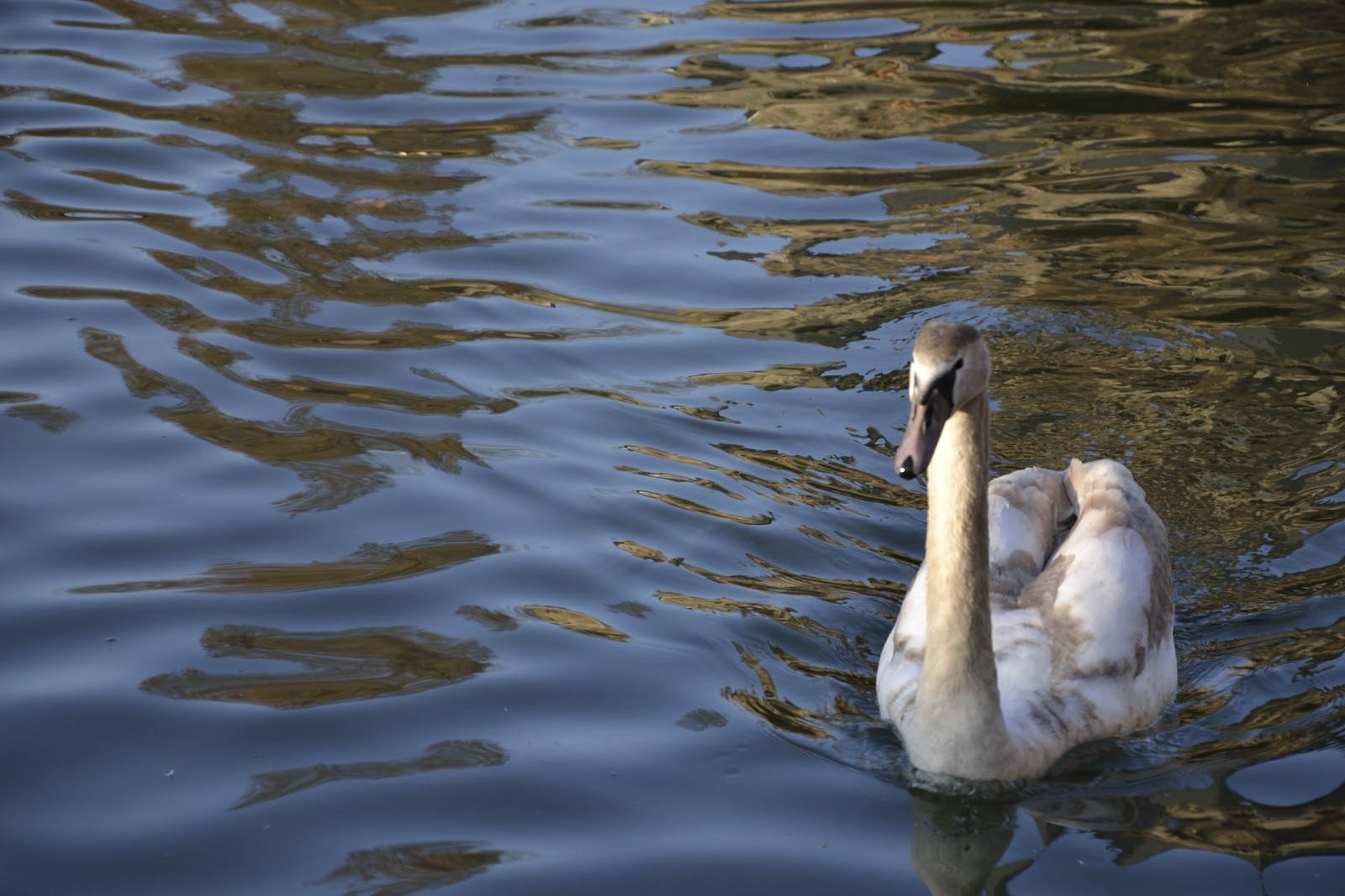 Un cygne est un signe