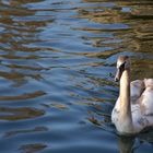 Un cygne est un signe