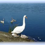 Un cygne et ses petits