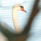 Un cygne