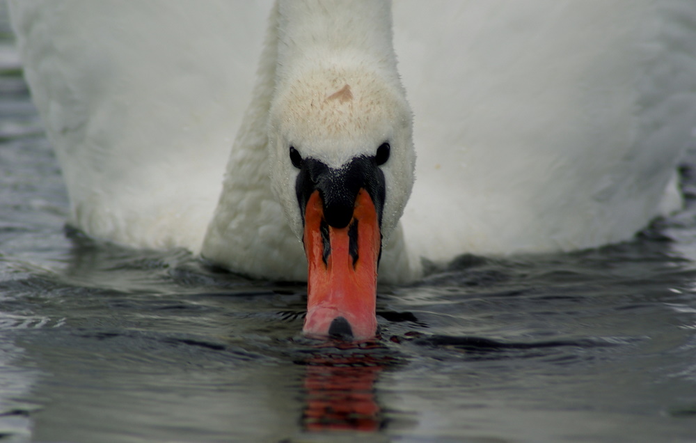 Un Cygne me surveille?... Je surveille un Cygne?