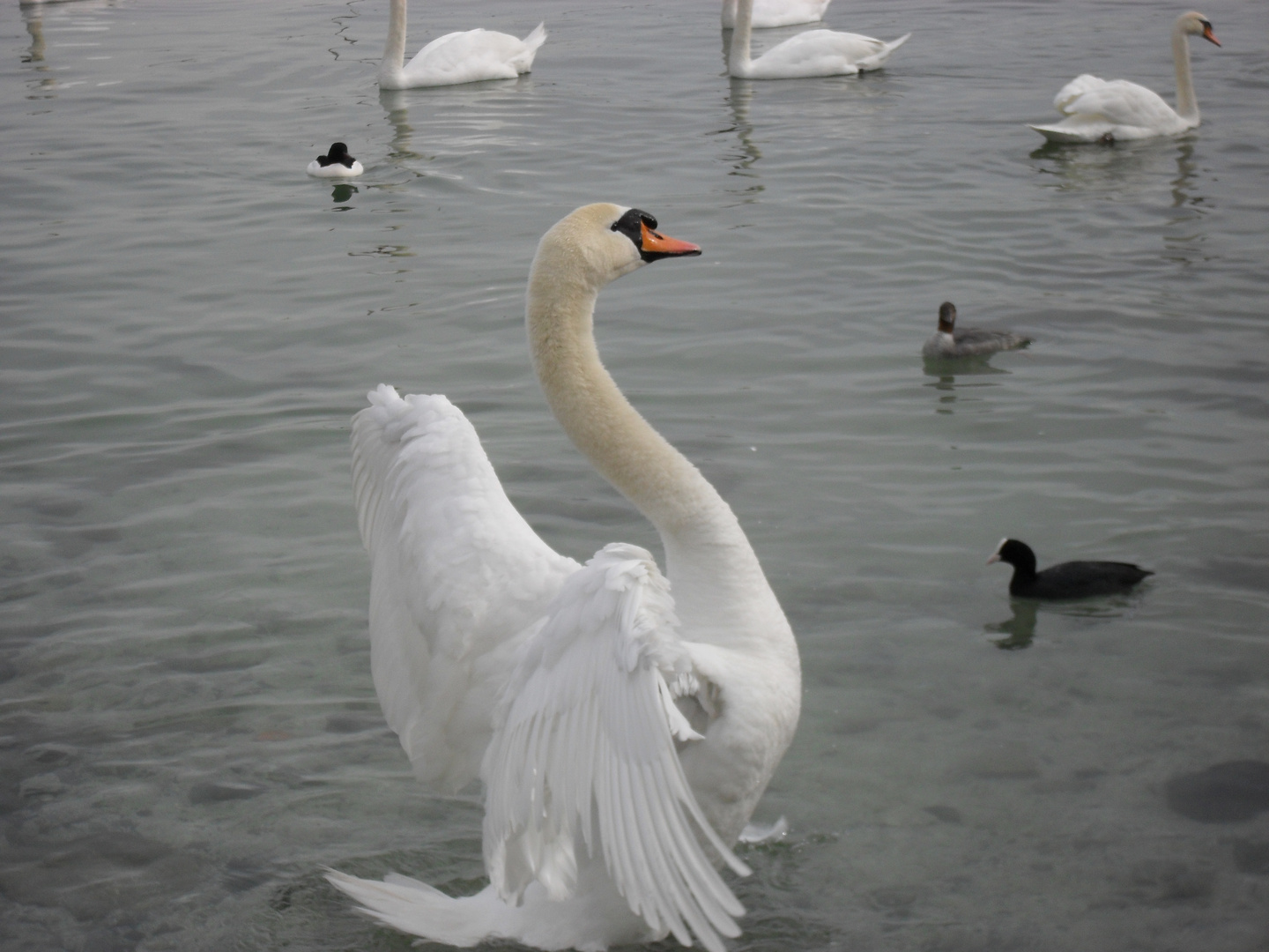 Un cygne sur le lac Léman