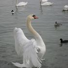 Un cygne sur le lac Léman