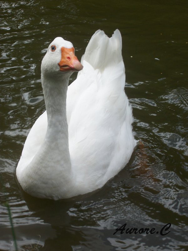 Un cygne très belle rencontre