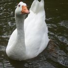 Un cygne très belle rencontre