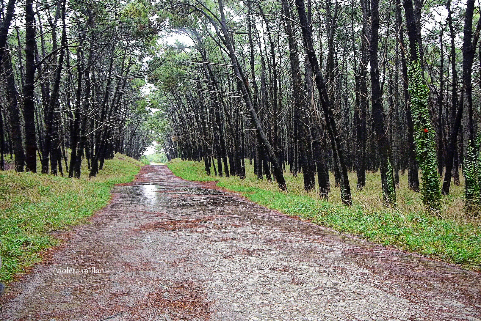 UN DÍA DE LLUVIA