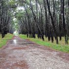 UN DÍA DE LLUVIA