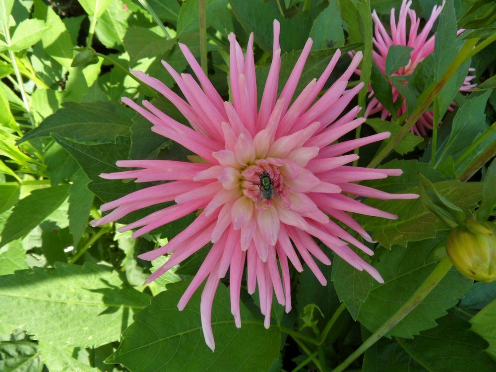 Un " Dahlia "