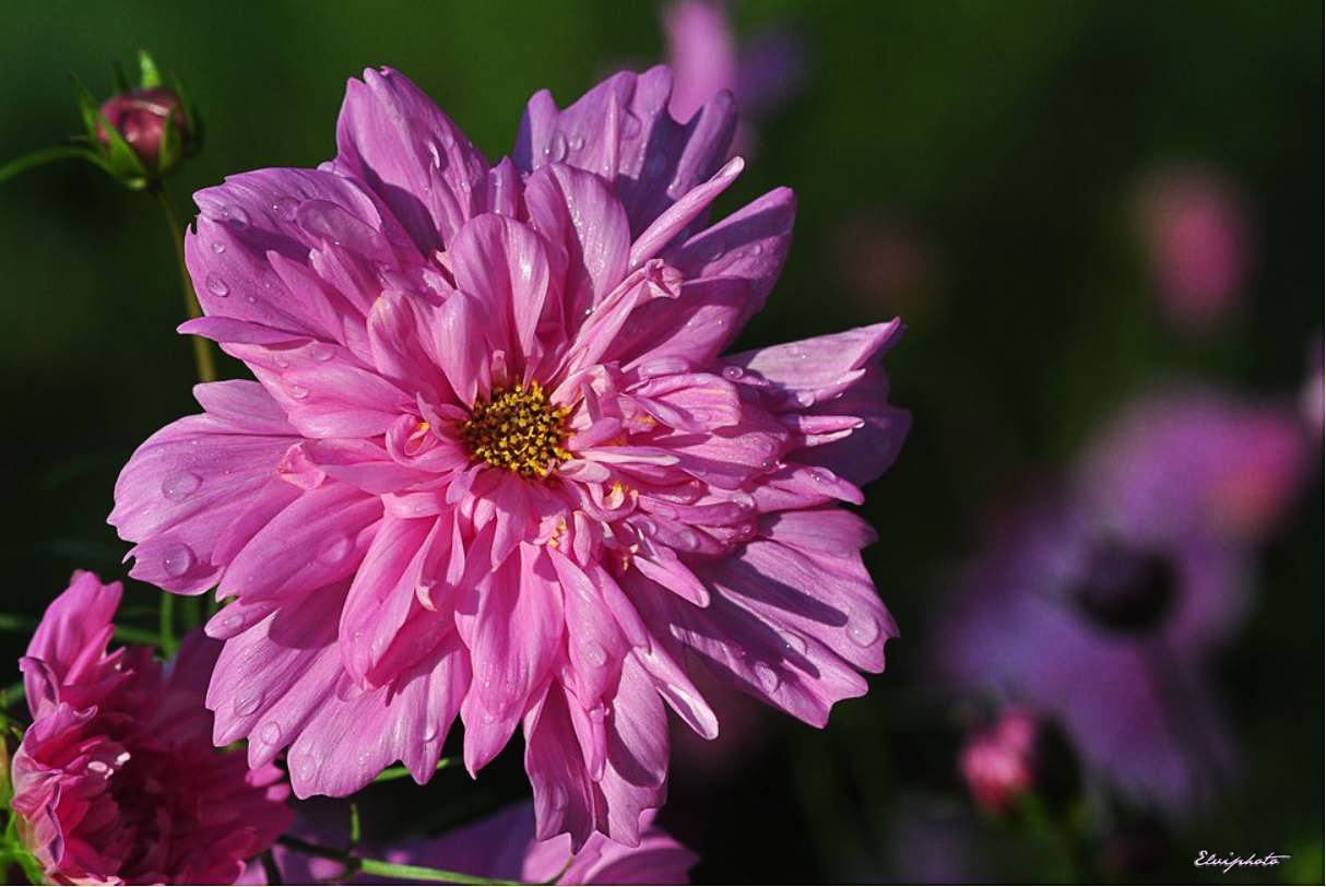 un dahlia pour un anniversaire 