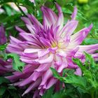 un dahlia qui joue à cache cache 