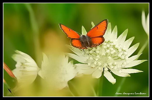 Un de mes papillons