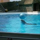 Un delfino a Gardaland 2 : )