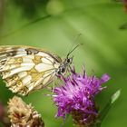 ?? un Demi Deuil (Melanargia Galathea) .