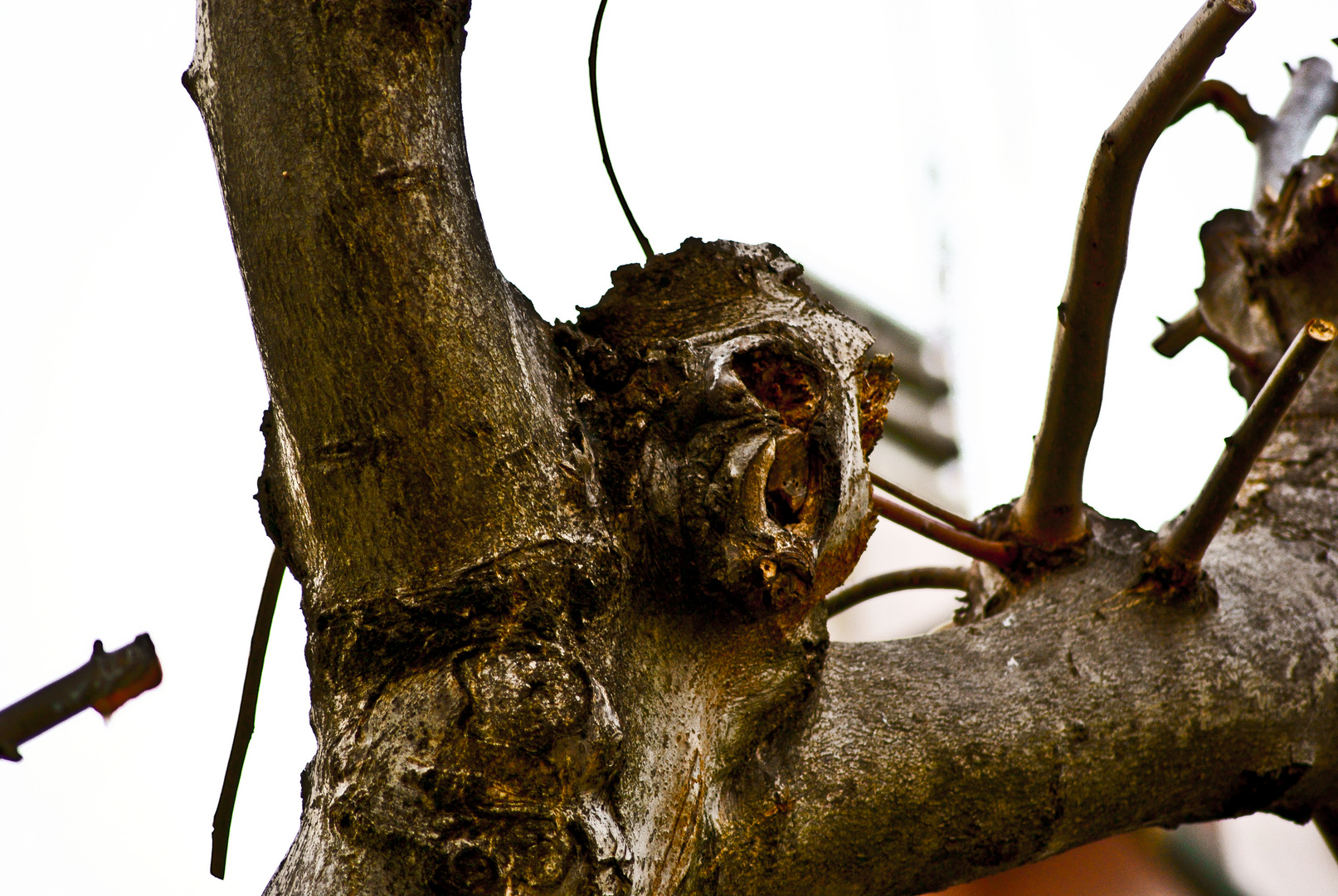 Un demone intrappolato nell'albero