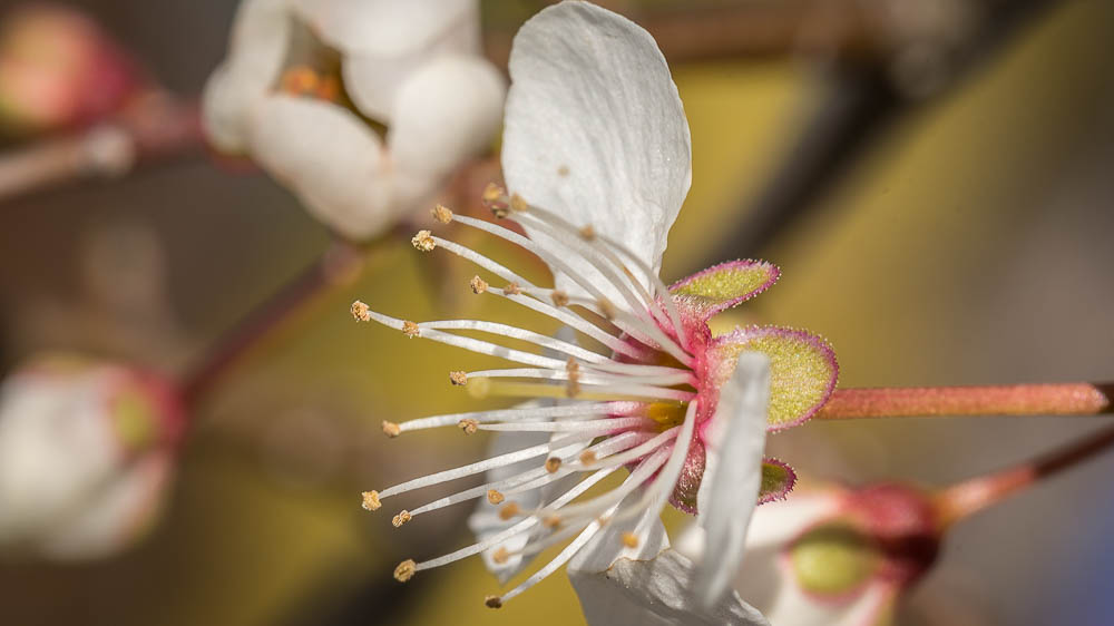 un der Frühling kommt doch