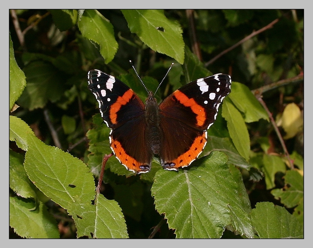 " Un des derniers papillon de la saison "