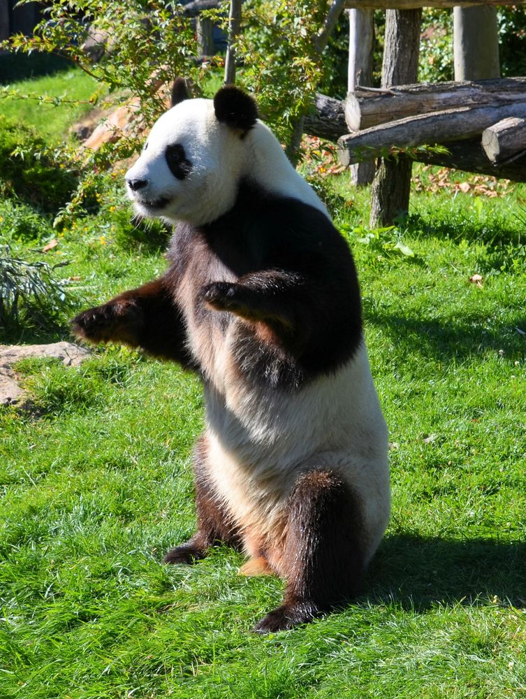 UN DES DEUX PANDA DE BEAUVAL