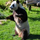 UN DES DEUX PANDA DE BEAUVAL