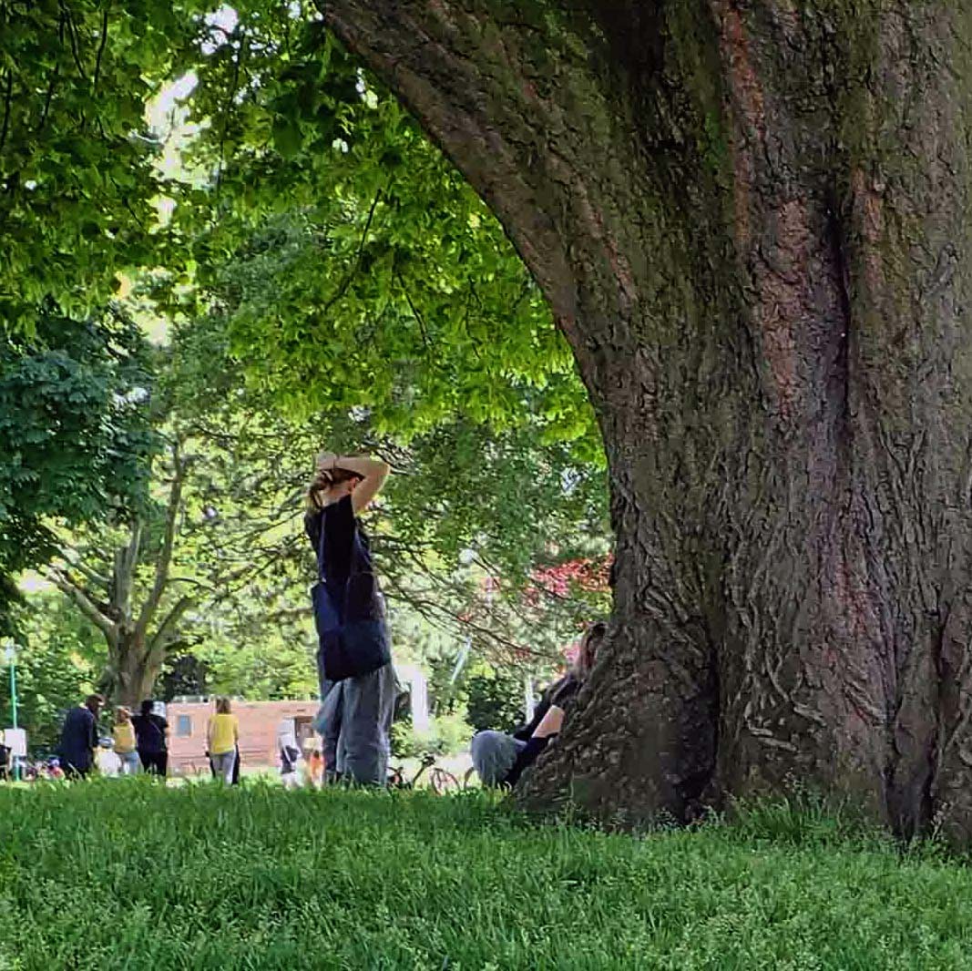 Un des géants du parc ...