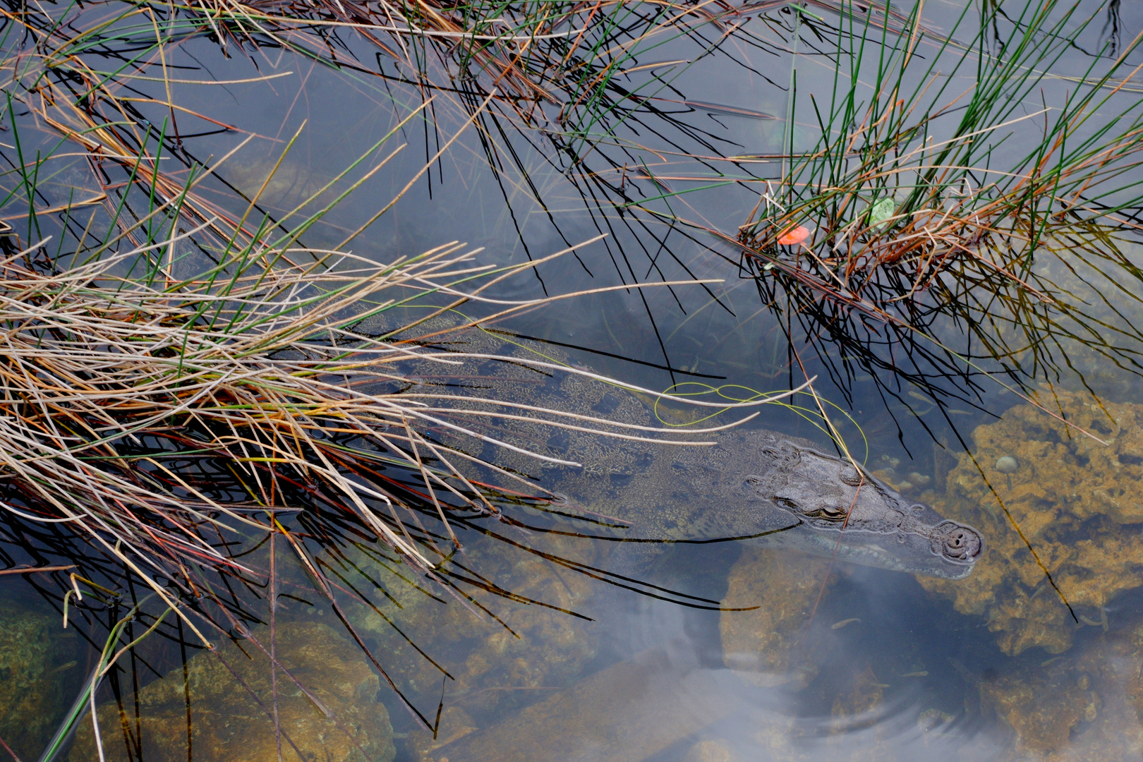 un des habitants du lac de Cobà !!!