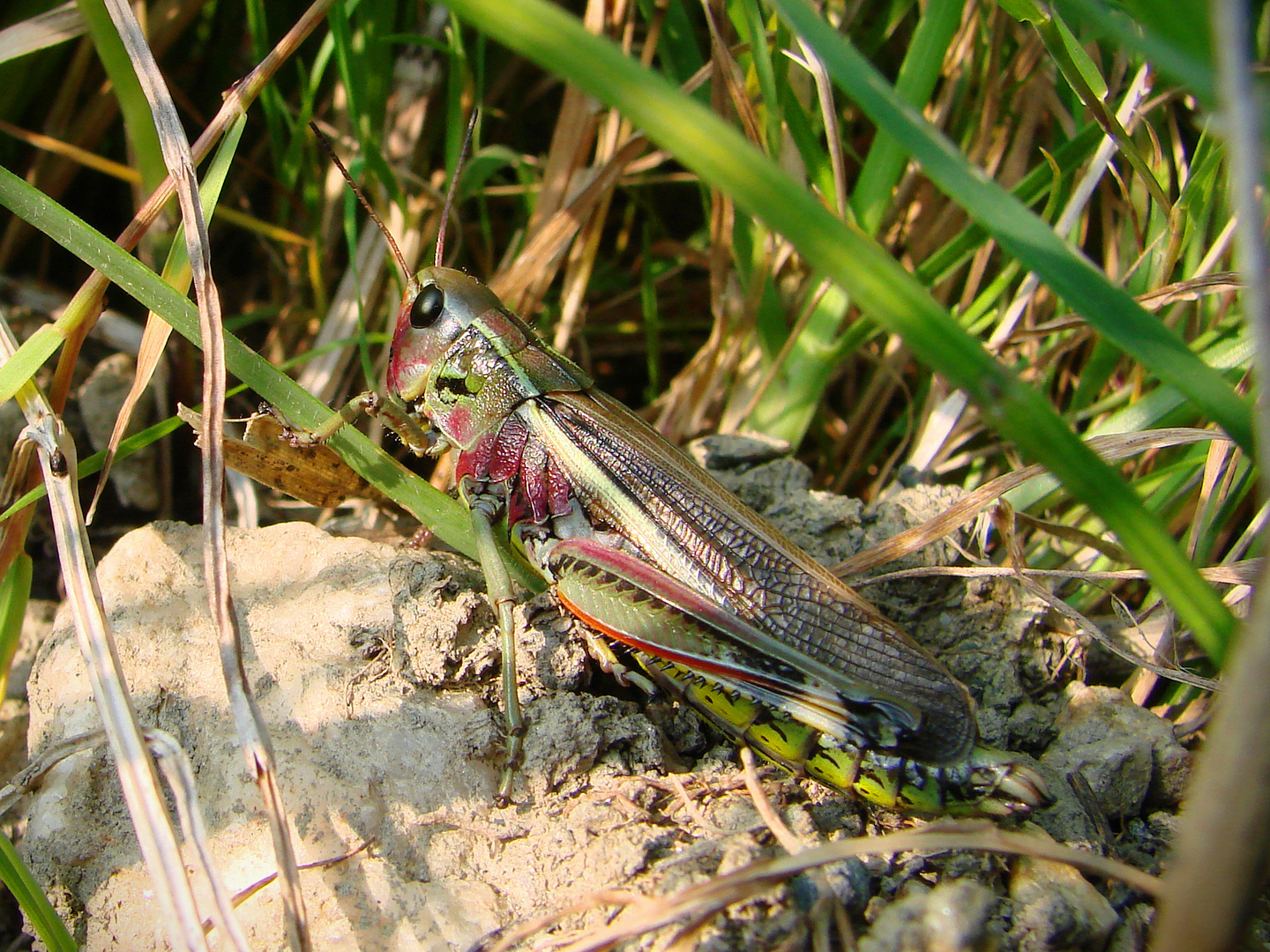 Un des hôtes du peuple de l'herbe